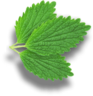 mint mint
